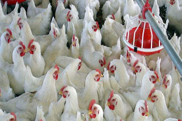 مرغداری در ایران در مسیر توسعه یا نیازمند تحول؟